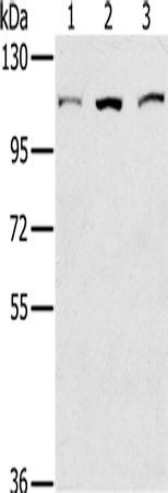 Rabbit Polyclonal Antibody to KIF20A