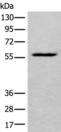 Rabbit Polyclonal Antibody to LDHD