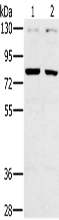 Rabbit Polyclonal Antibody to CD44