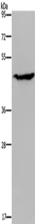 Rabbit Polyclonal Antibody to ACP6