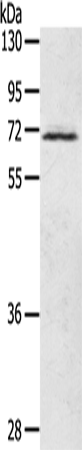 Rabbit Polyclonal Antibody to LTA4H