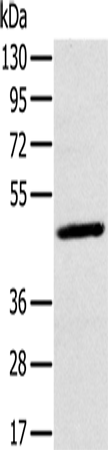 Rabbit Polyclonal Antibody to MAGEA10