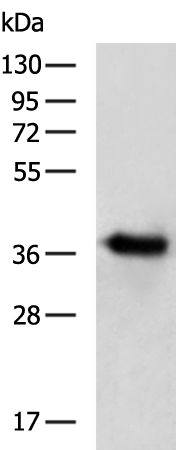 Rabbit Polyclonal Antibody to MAGEA8