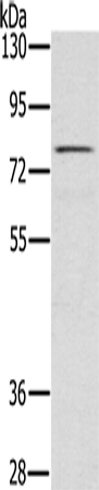 Rabbit Polyclonal Antibody to TAB3