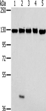 Rabbit Polyclonal Antibody to MATR3