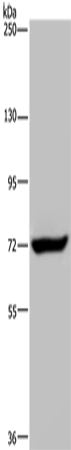 Rabbit Polyclonal Antibody to ZC3H12A