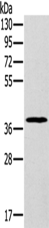 Rabbit Polyclonal Antibody to MDH1