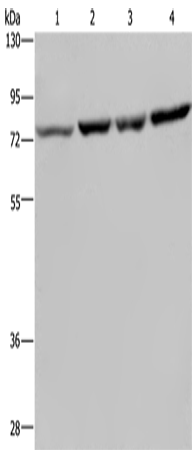 Rabbit Polyclonal Antibody to PABPC1