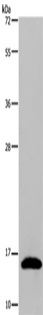 Rabbit Polyclonal Antibody to REG3G