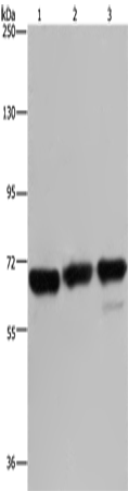 Rabbit Polyclonal Antibody to PCK2