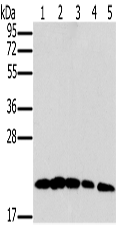 Rabbit Polyclonal Antibody to MRPL11