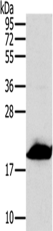 Rabbit Polyclonal Antibody to MRPL12