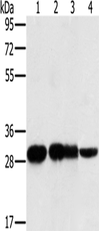 Rabbit Polyclonal Antibody to MRPL28