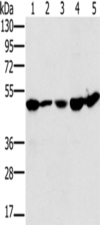 Rabbit Polyclonal Antibody to PSMC2