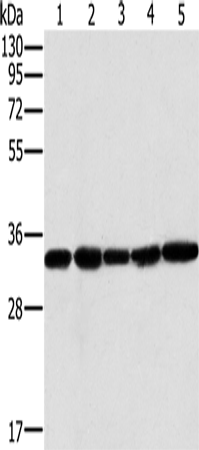 Rabbit Polyclonal Antibody to MTCH2