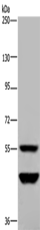 Rabbit Polyclonal Antibody to MTF2