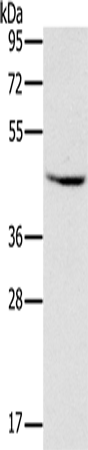 Rabbit Polyclonal Antibody to MVK