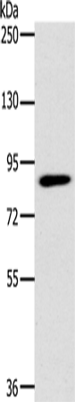 Rabbit Polyclonal Antibody to PLEKHG6