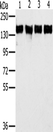 Rabbit Polyclonal Antibody to PPP1R12A