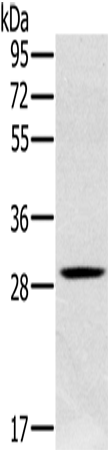 Rabbit Polyclonal Antibody to CLIC1
