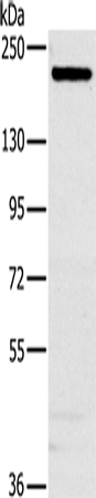Rabbit Polyclonal Antibody to NCOA3