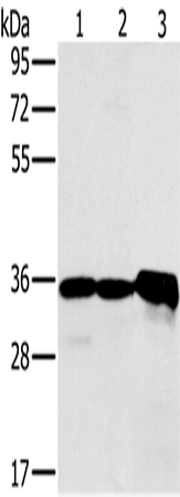 Rabbit Polyclonal Antibody to NDUFA9