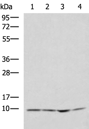 Rabbit Polyclonal Antibody to NDUFA1