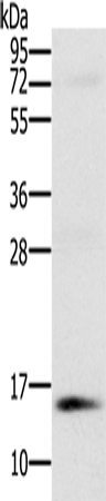 Rabbit Polyclonal Antibody to NDUFA6