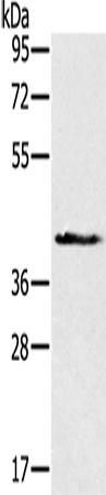 Rabbit Polyclonal Antibody to NDUFA9