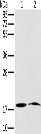 Rabbit Polyclonal Antibody to NDUFA3