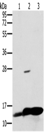Rabbit Polyclonal Antibody to NDUFS5