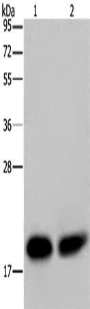 Rabbit Polyclonal Antibody to NDUFS4