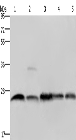 Rabbit Polyclonal Antibody to NDUFV2