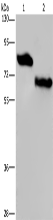 Rabbit Polyclonal Antibody to NECTIN3
