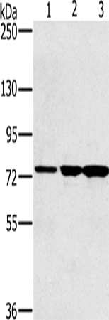 Rabbit Polyclonal Antibody to KIRREL2