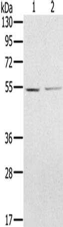Rabbit Polyclonal Antibody to NMT2