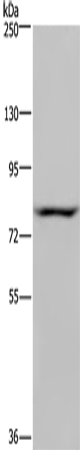 Rabbit Polyclonal Antibody to NOC2L