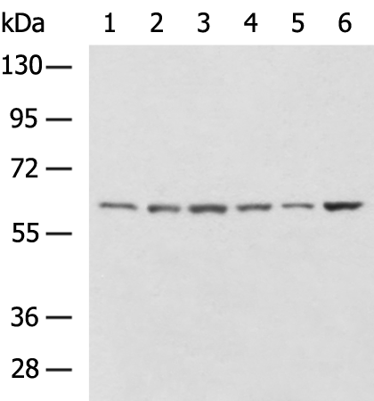 Rabbit Polyclonal Antibody to NOX5