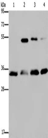 Rabbit Polyclonal Antibody to HMGN5