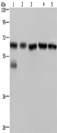 Rabbit Polyclonal Antibody to NUP62