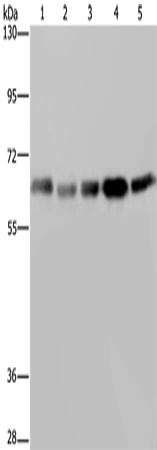 Rabbit Polyclonal Antibody to GNL3