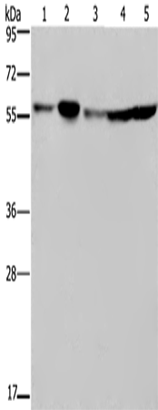 Rabbit Polyclonal Antibody to NUP50