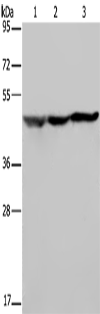 Rabbit Polyclonal Antibody to NUSAP1
