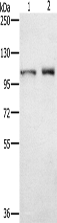 Rabbit Polyclonal Antibody to ODF2