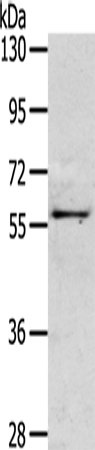 Rabbit Polyclonal Antibody to OLFM3