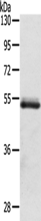 Rabbit Polyclonal Antibody to OLFM4