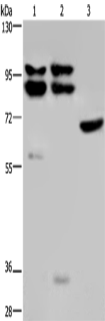 Rabbit Polyclonal Antibody to OS9
