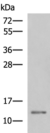 Rabbit Polyclonal Antibody to PAGE2