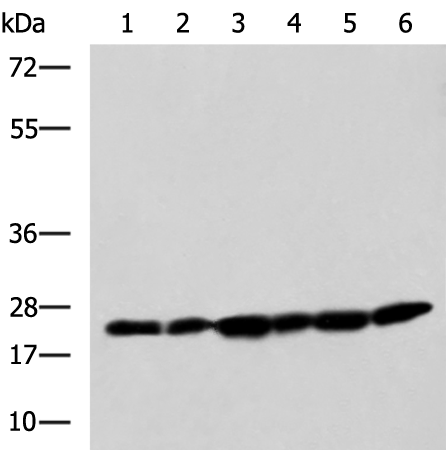 Rabbit Polyclonal Antibody to PCMT1