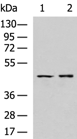 Rabbit Polyclonal Antibody to PDGFRL